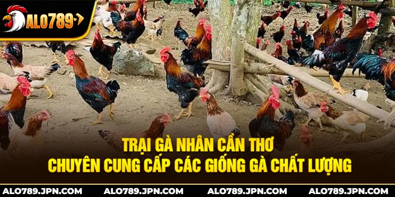 Trại Gà Nhân Cần Thơ: Chuyên cung cấp giống gà chất lượng