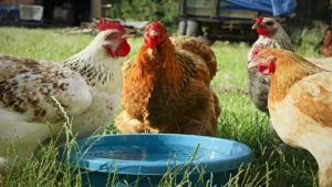 Cách làm nước cho gà chọi chi tiết nhất từ các sư kê
