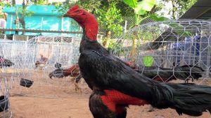 Cách tỉa lông gà chọi – Phương pháp nâng cao từ chuyên gia