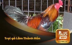 Trại Gà Lâm Thành Hón Đẳng Cấp Hàng Đầu Miền Tây 1 trai ga lam thanh hon 300x188 1