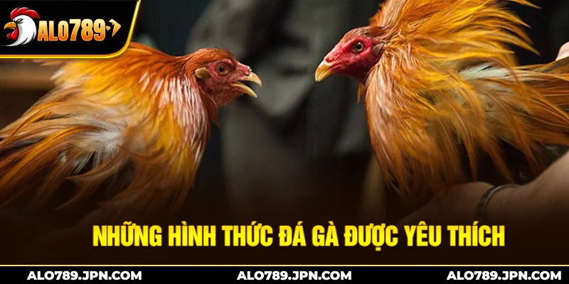 Những hình thức đá gà được yêu thích