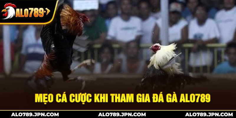 Mẹo cá cược khi tham gia đá gà Alo789
